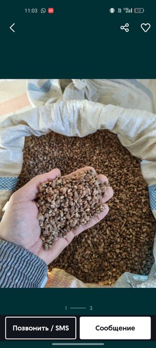 Эспарцет Семена люцерна