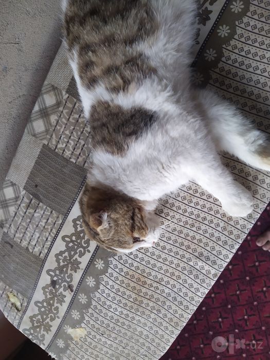 Scottish Fold mushuk