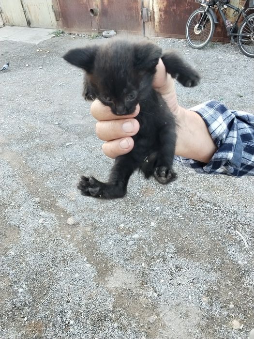 Котёнок ,котята мышилов мальчик