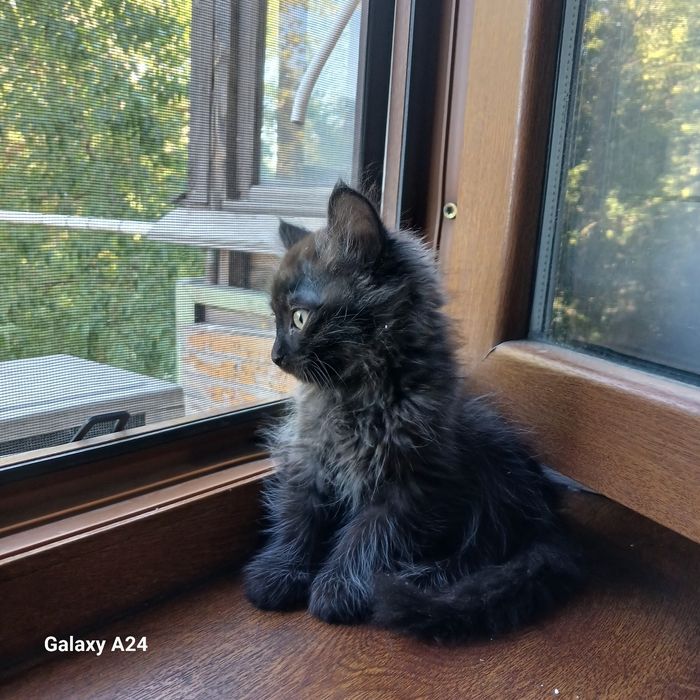 Отдам  котят в добрые руки