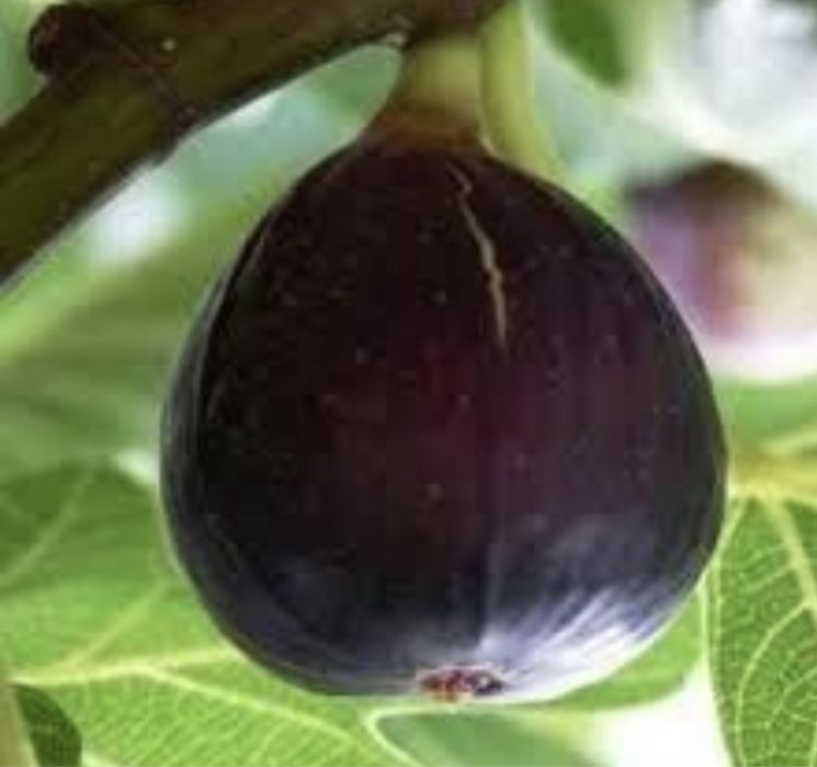 Pomi columnari premium