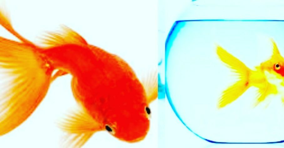 Рыбки в Афалине. Навои Торайгырова