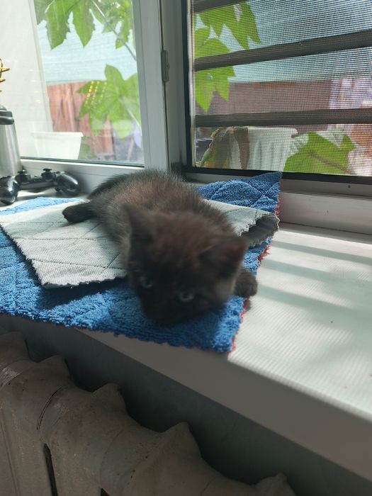 Котёнок девочка ищет дом