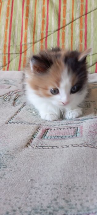 Отдам котенка девочка