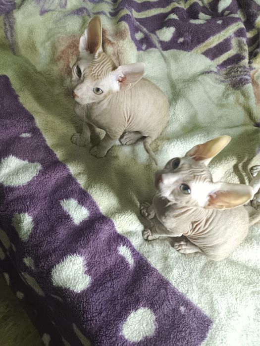 Котята донского сфинкса