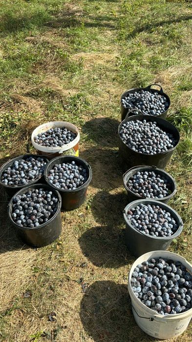 Prune Stanley pentru Tuica/Palinca Calitatea I