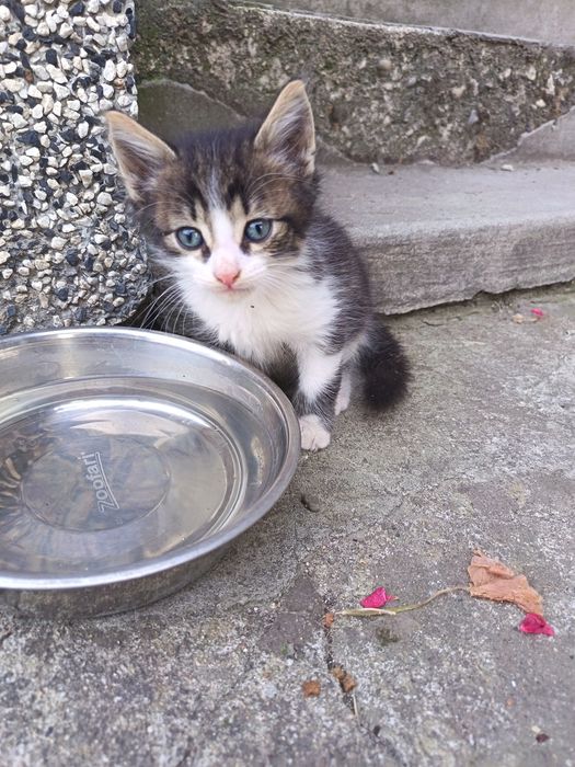 Подарявам котенца