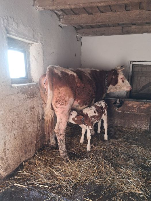 Vaca recent fatata si juninca