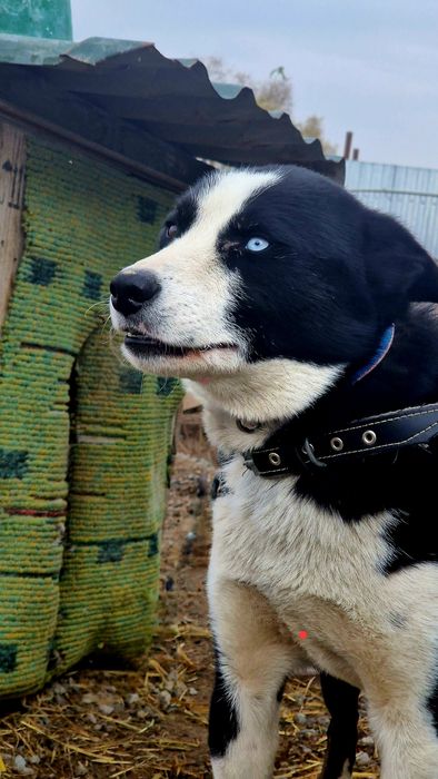 Собака из приюта Хвостатый Рай