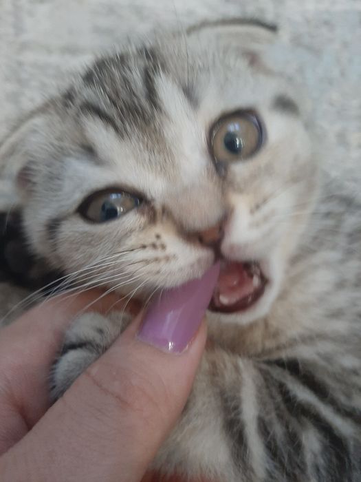 Котята шотландской породы