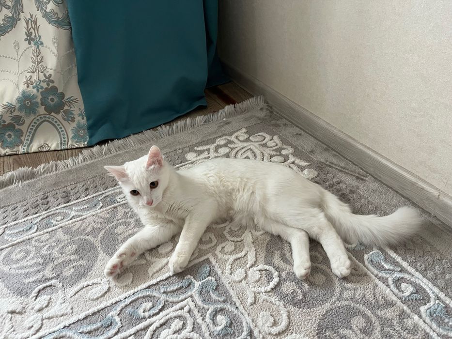 Отдам кошку в добрые руки