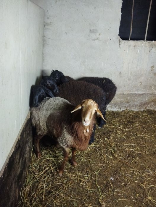 Овцы гусарская порода