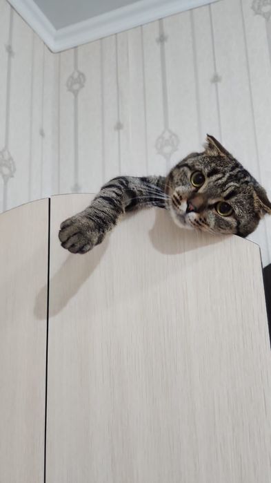 Пародистый котенок