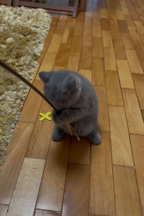 Мъжко коте, сив британец