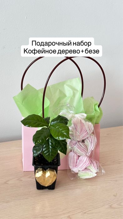 Кофейное дерево комнатное (сорт арабика)