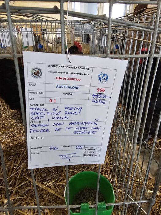 Vand oua incubat Australorp Negru