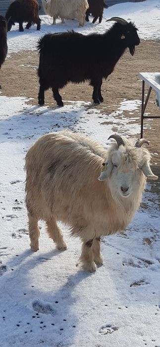 Семіз серке, ешкілер
