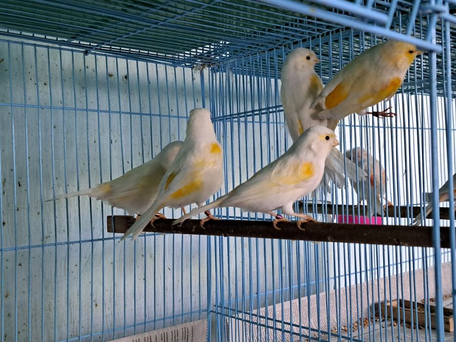 Канарейки цветные.