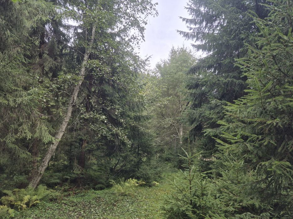 Teren de vis Valea Ierii