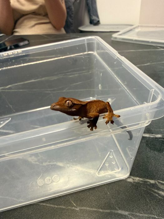 pui de crested gecko