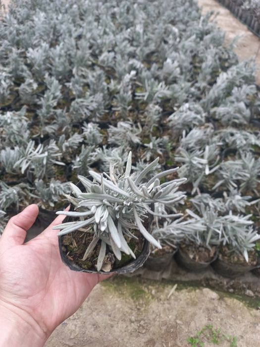 Лаванда.           .