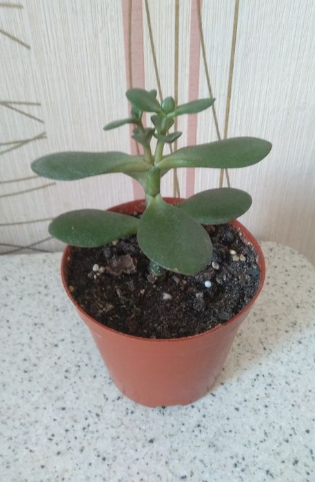Цветок толстянка (денежное дерево)