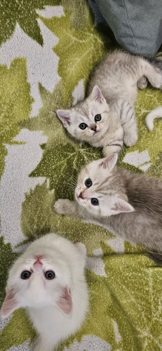 Британски и шотландски котенца