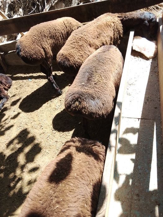 Qo'yla sotiladi 9 dona narxini kelishamiz