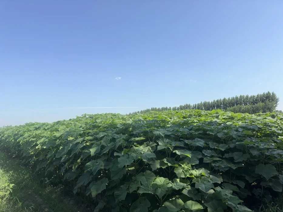 Павловния Шанг Тонг (вилоятларга доставка бор)