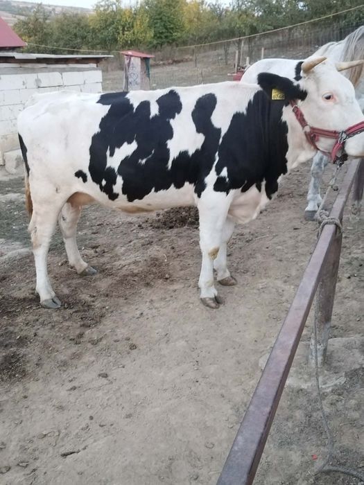 Vând 2 vaci gestante.
