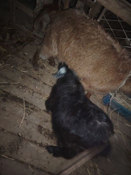 Echki sotiladi            zangatada