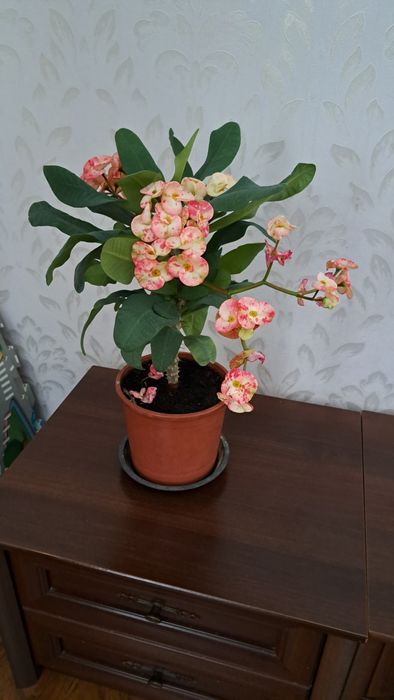 Комнатные  цветы