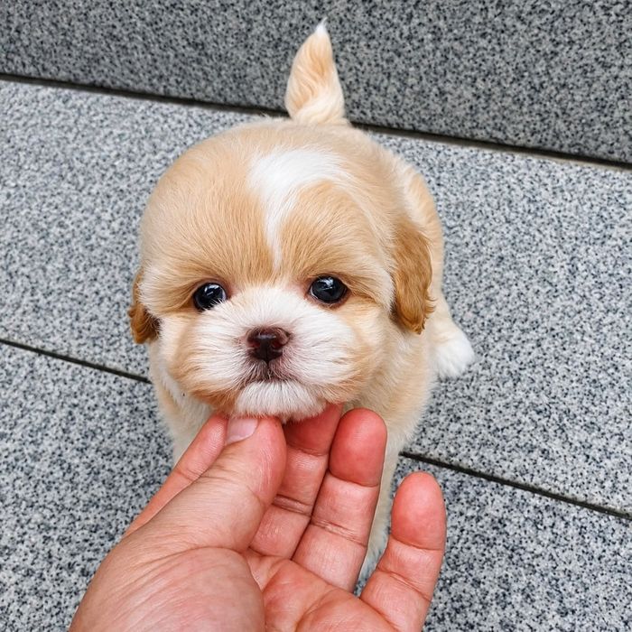 Maltipoo Mini Toy