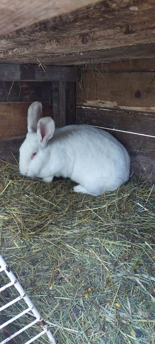 Vand iepuri și rate mute