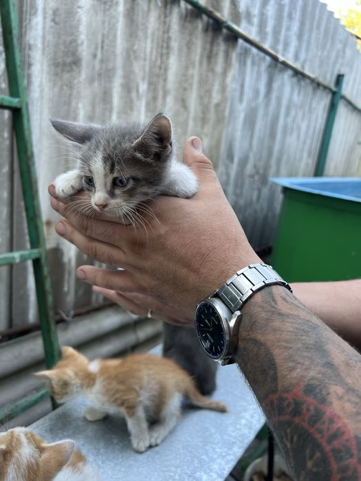 Котёнок в добрые руки