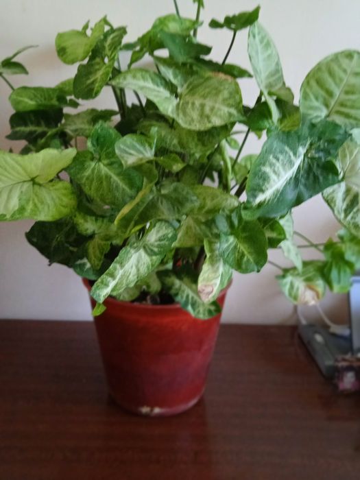 Продам комнатный цветок сингониум