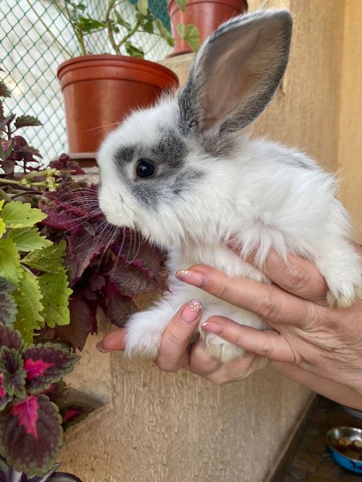 Кролик, крол, кролы