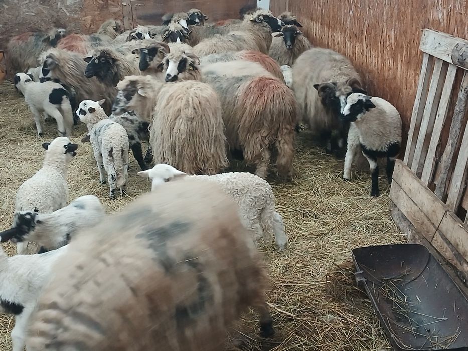 Vand 20 de oi cu miei