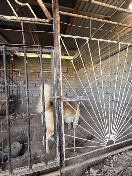 Алабай йт таза 2 жасар