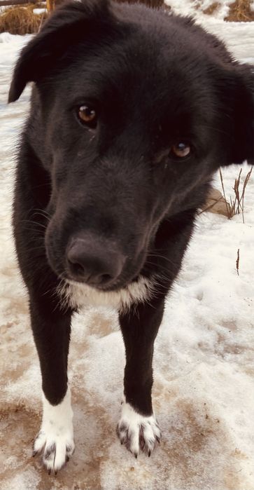 Donatie - catelusa 1 an, talie medie