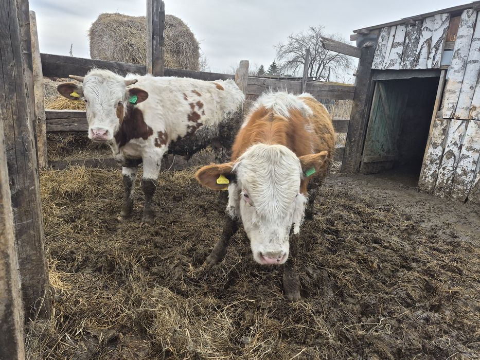 Продам породистых телят