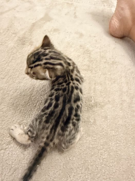 Продаю бенгальских котят