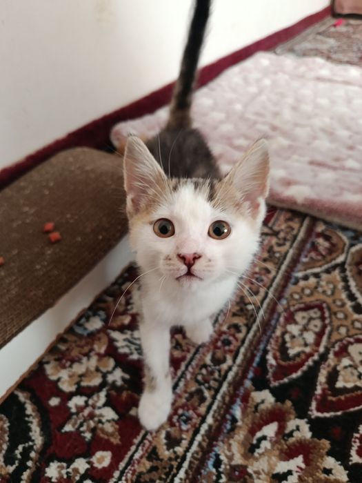 Котенок в добрые руки