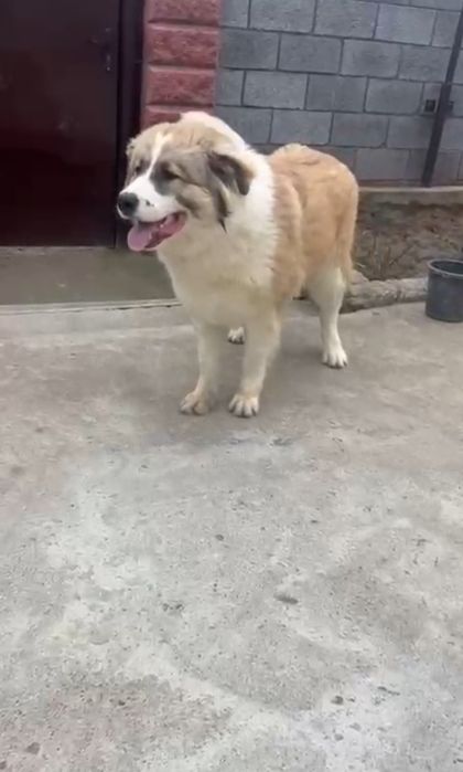 Алабай сатылады.