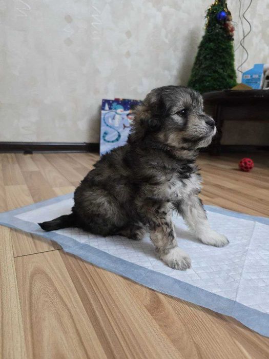 Ищем дом для двух щенков сестренок!