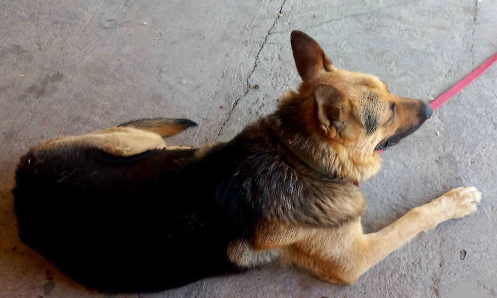 Восточно-Европейская овчарка