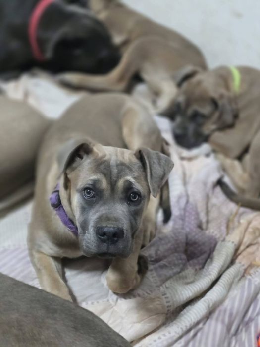 Cane Corso cu Pedigree