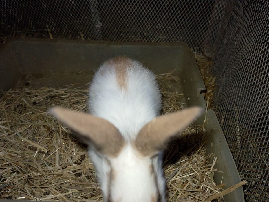 Babichka zotli quyonlar