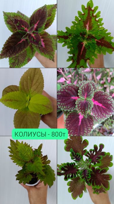 КОЛИУСЫ вегетативные