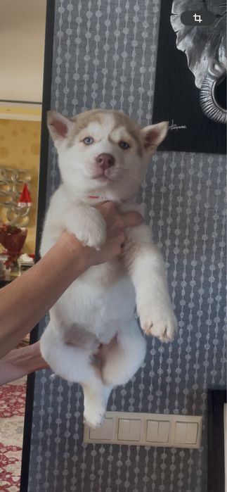 Девочка хаски с голубыми глазками